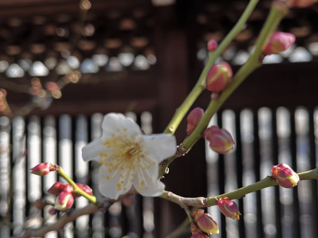 東京 湯島天神 ⛩️📚
