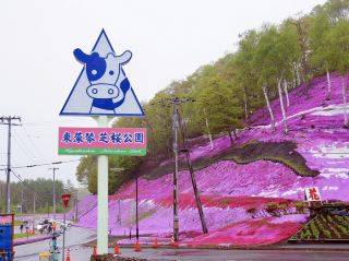 🌸 A Sea of Pink – Higashimokoto Shibazakura Park in Full Bloom