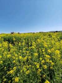 Guardians of Stone Spring: The Golden Hour of Wild Rapeseed