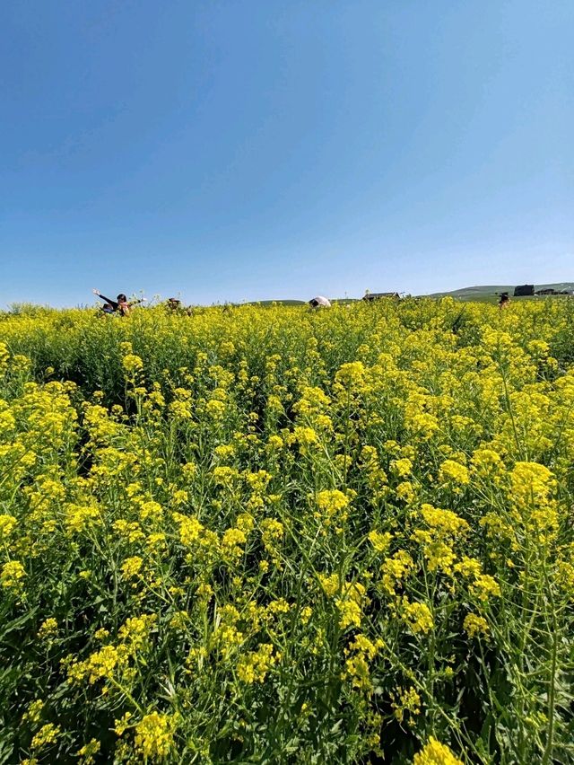 Guardians of Stone Spring: The Golden Hour of Wild Rapeseed