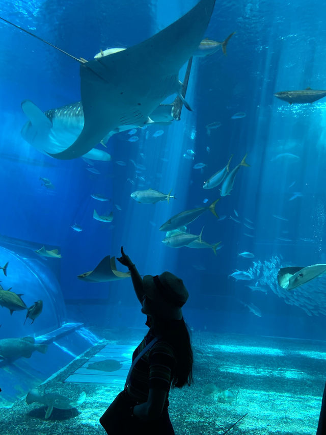 🐋오키나와에서 가장 유명한 추라우미 수족관