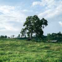 Hillbilly Farm 