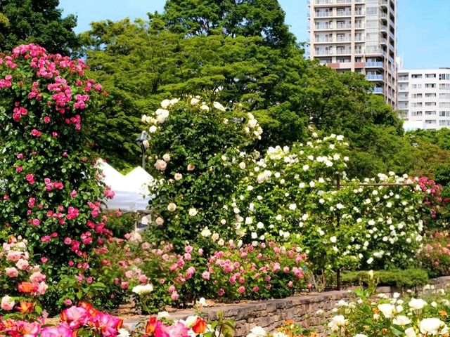 Odori Park: Sapporo’s Green Escape