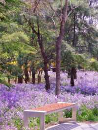 🌸 Jiangfu Park’s Purple Spring Sea of Flowers (Erythronium Fields) – Full Guide & Live Report 🌿💜