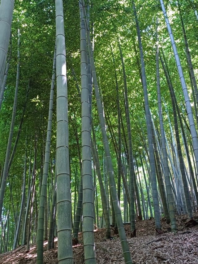 대나무 숲에서 즐기는 힐링 스팟 🌿