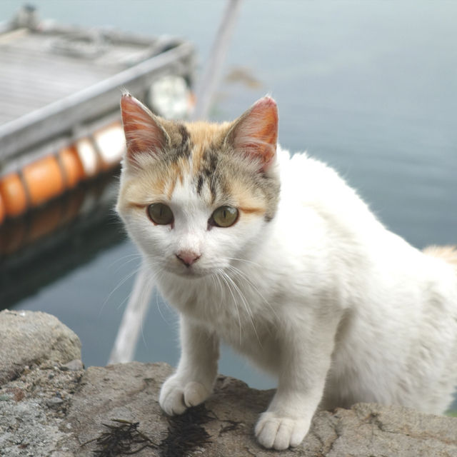 【愛媛】ネコと1日遊べる猫島 【愛媛】ネコと1日遊べる猫島