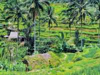 Tegallalang Rice Terraces: Nature’s Beautiful Staircase
