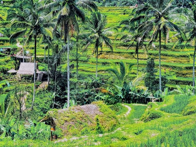Tegallalang Rice Terraces: Nature’s Beautiful Staircase