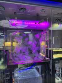 Weird & Wonderful — Rare Sea Creatures at Aquaria KLCC 🐟🧪