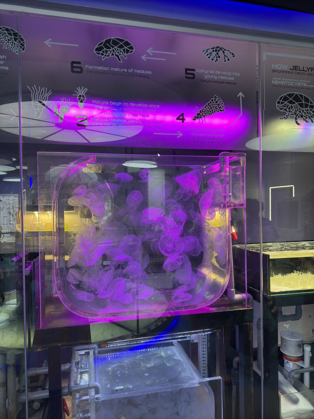Weird & Wonderful — Rare Sea Creatures at Aquaria KLCC 🐟🧪