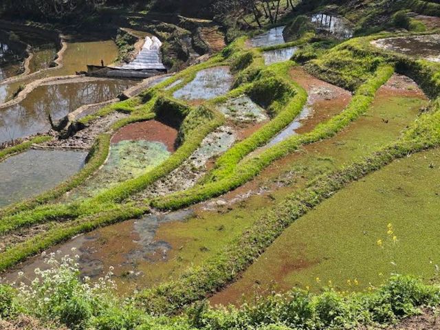 Yuanyang Hani Rice Terraces (Yunnan)