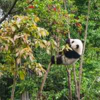 “Bamboo Sanctuary: Where Pandas Play in Nature’s Embrace”