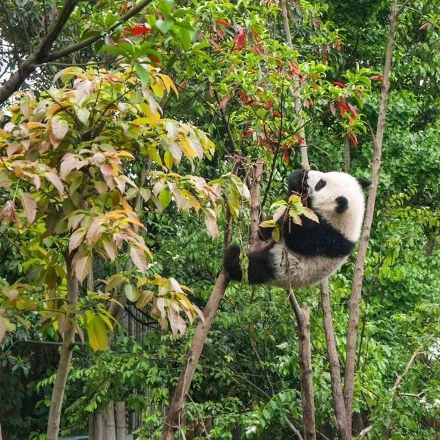 “Bamboo Sanctuary: Where Pandas Play in Nature’s Embrace”
