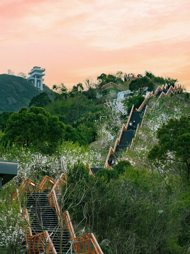 🌸Wenzhou Hidden Gem: Cherry Blossom Skywalk in Qinghe Park