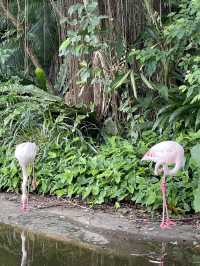 Taipei Zoo Adventure