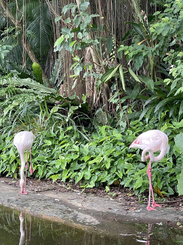 Taipei Zoo Adventure