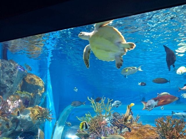 DMM水族館