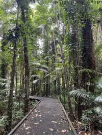 ケアンズ🇦🇺 レインフォレストボードウォーク🌳