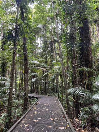 ケアンズ🇦🇺 レインフォレストボードウォーク🌳