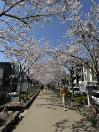 【鎌倉】桜シーズンのかまくら