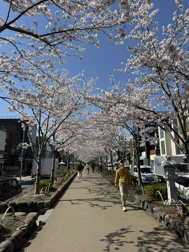 【鎌倉】桜シーズンのかまくら