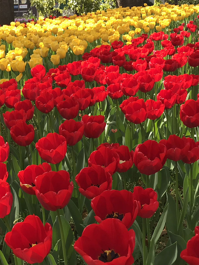 🌷 春の横浜公園 チューリップイベント 2026年予報