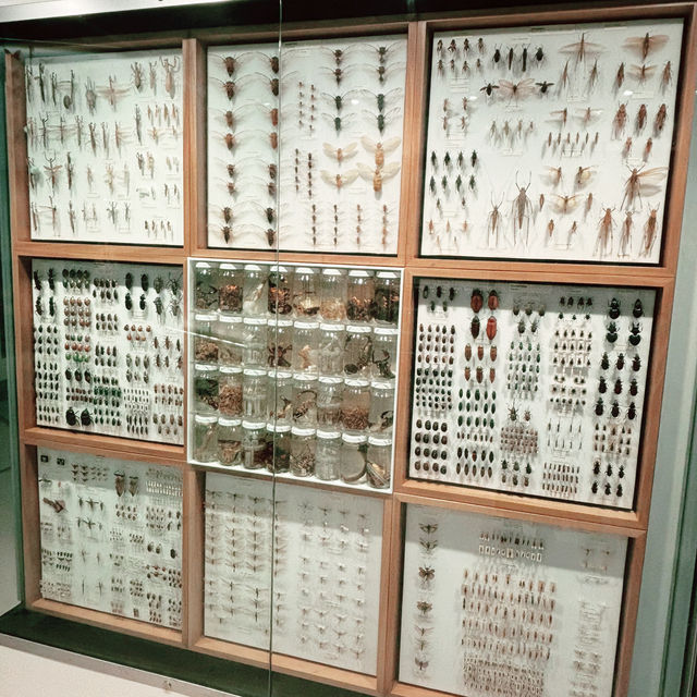 理科好きになる🦋メルボルン博物館で出会う小さな宇宙 ― 昆虫標本展示