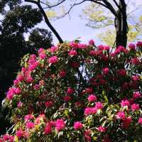 🌷横浜公園のチューリップと近場観光の組み合わせプラン