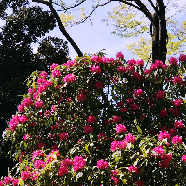 🌷横浜公園のチューリップと近場観光の組み合わせプラン