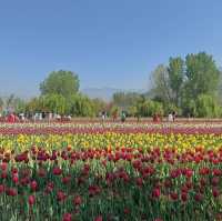 Tulip Garden - Kashmir 🇮🇳