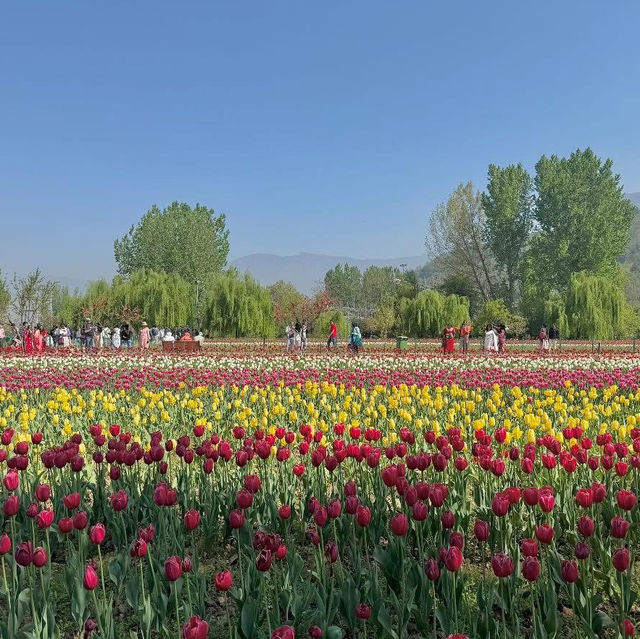 Tulip Garden - Kashmir 🇮🇳