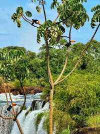 Iguazú Falls – Nature’s Thundering Wonder.