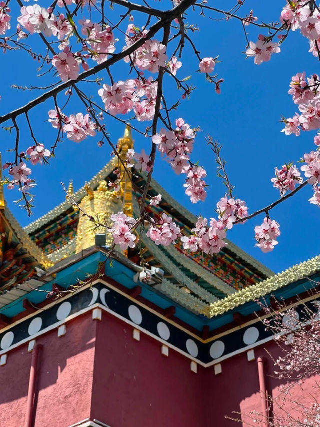 Dukezong Ancient Town – Blossom Beauty at 3,300m 🌸