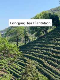 📍 Longjing Tea Plantation / 龙井茶园