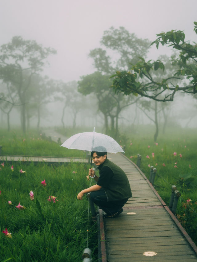 ทุ่งดอกกระเจียว – สีสันกลางป่าหินงาม ชัยภูมิ 🌸⛰️