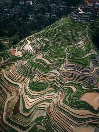 Batad rice