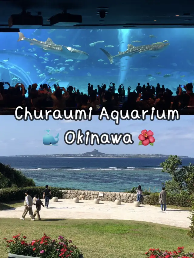 Churaumi Aquarium อควาเรียมสุดอลังการที่โอกินาว่า🐋