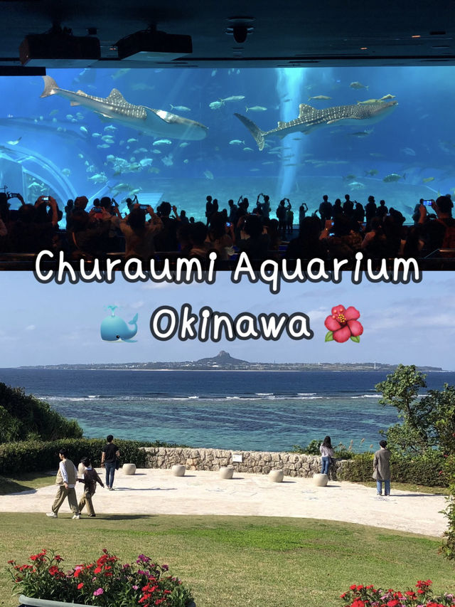 Churaumi Aquarium อควาเรียมสุดอลังการที่โอกินาว่า🐋 Churaumi Aquarium อควาเรียมสุดอลังการที่โอกินาว่า🐋