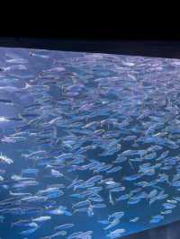 🐧【登別尼克斯海洋公園】親子必去!企鵝巡遊+沙丁魚風暴+童話城堡水族館