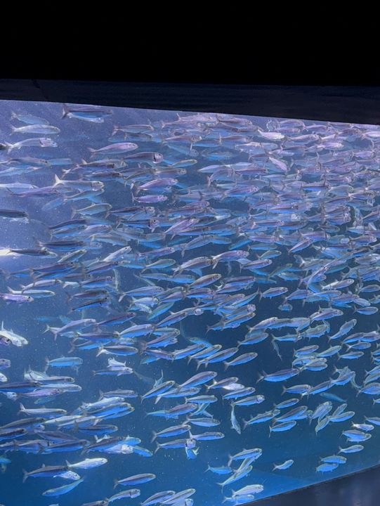 🐧【登別尼克斯海洋公園】親子必去!企鵝巡遊+沙丁魚風暴+童話城堡水族館 🐧【登別尼克斯海洋公園】親子必去!企鵝巡遊+沙丁魚風暴+童話城堡水族館