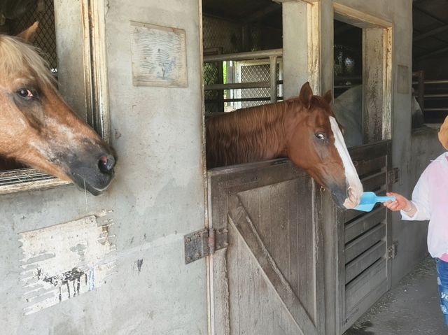 宜蘭三星小眾親子騎馬景點🥳 宜蘭三星小眾親子騎馬景點🥳