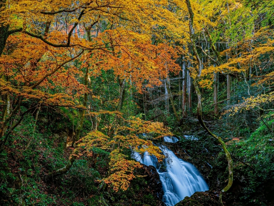 360度真っ赤に染まる🔥花貫渓谷 | Trip.com 高萩