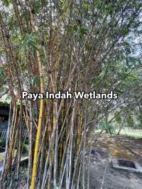 Paya Indah Wetlands: Tranquil Encounter with Hippos, Crocodiles, and Nature’s Stillness