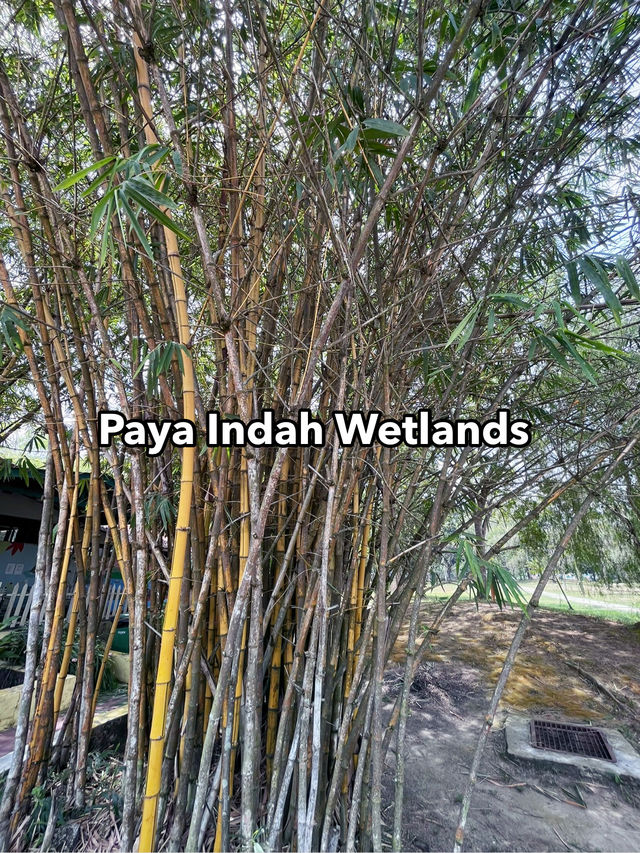 Paya Indah Wetlands: Tranquil Encounter with Hippos, Crocodiles, and Nature’s Stillness