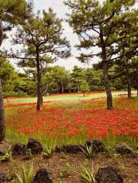 A Tribute to Jeju's Folk Heritage