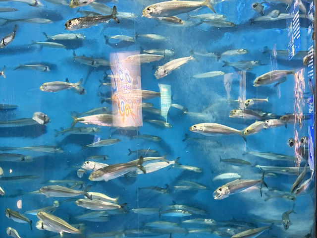 【島根県】バブルリングシロイルカのショーで感動！