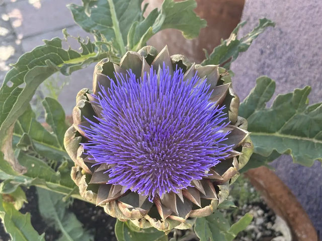 Tucson Botanical Gardens