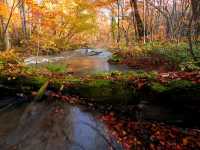 青森小眾秘境！奧入瀨溪流14公裡絕美徒步攻略🚶‍♀