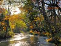 青森小眾秘境！奧入瀨溪流14公裡絕美徒步攻略🚶‍♀