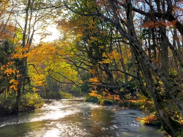 青森小眾秘境！奧入瀨溪流14公裡絕美徒步攻略🚶‍♀